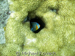 Juvenille Queen Angelfish in the coral on the Inside Reef... by Michael Kovach 